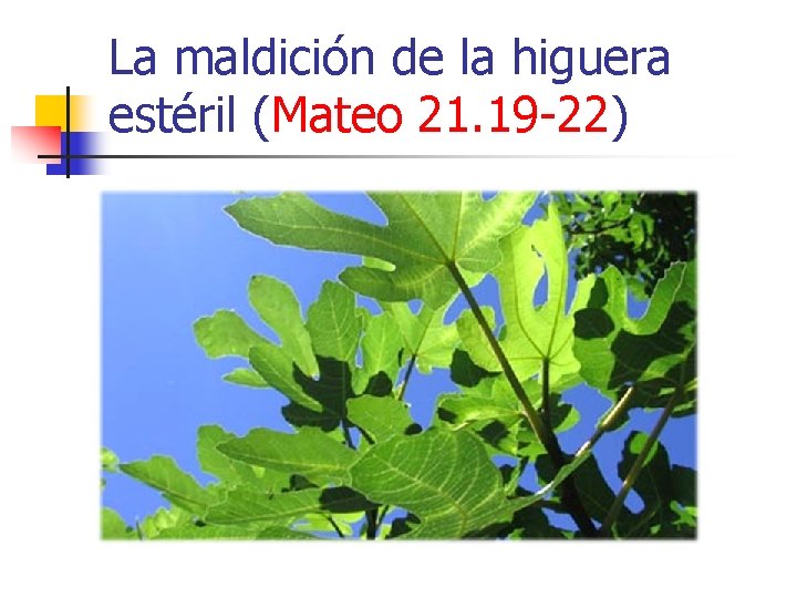 La maldición de la higuera estéril (Mateo 21. 19 -22) La maldición de la higuera estéril (Mateo 21. 19 -22)