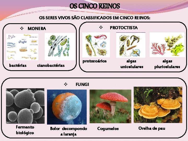 CLASSIFICAO DOS SERES VIVOS Fontes Biologia Hoje Ed