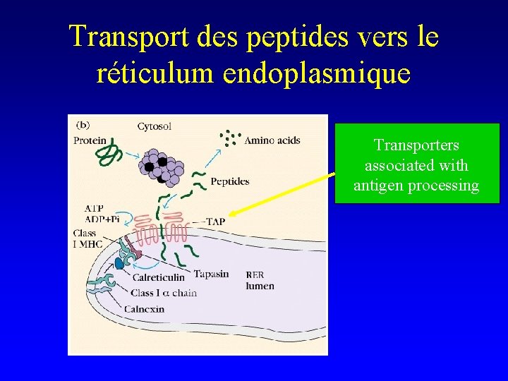 Transport des peptides vers le réticulum endoplasmique Transporters associated with antigen processing 