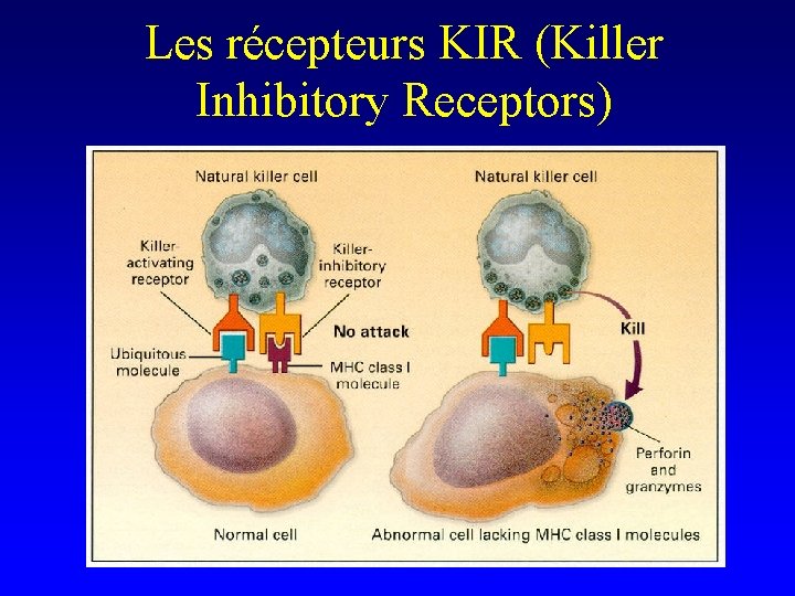 Les récepteurs KIR (Killer Inhibitory Receptors) 