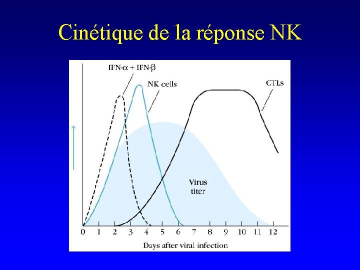 Cinétique de la réponse NK 