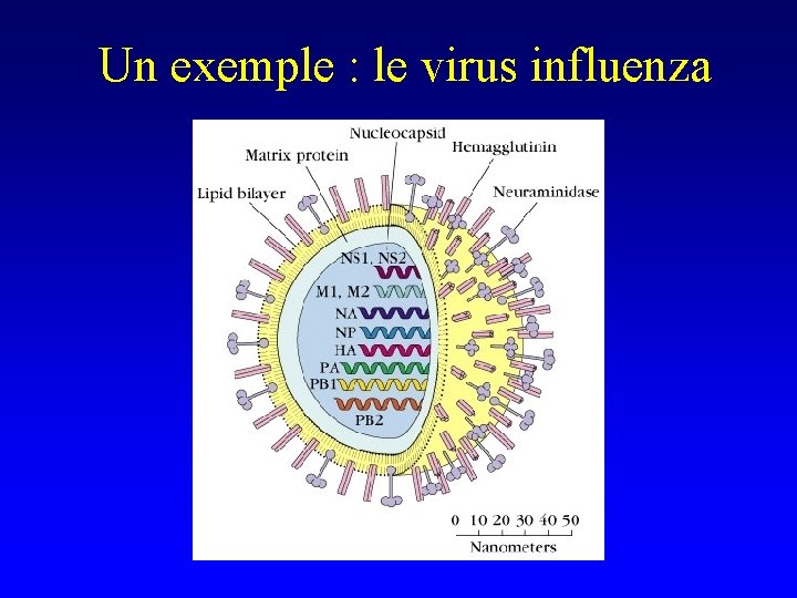 Un exemple : le virus influenza 