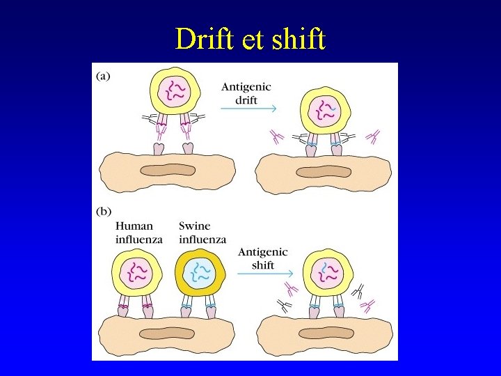 Drift et shift 