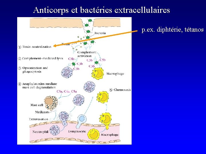 Anticorps et bactéries extracellulaires p. ex. diphtérie, tétanos 