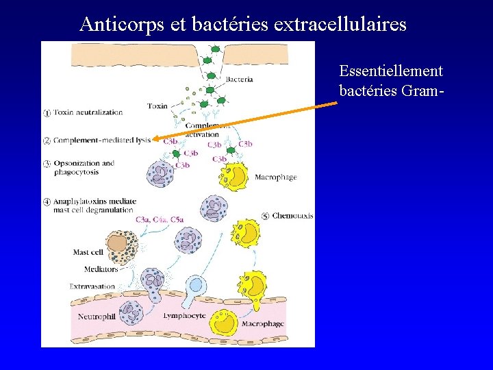 Anticorps et bactéries extracellulaires Essentiellement bactéries Gram- 