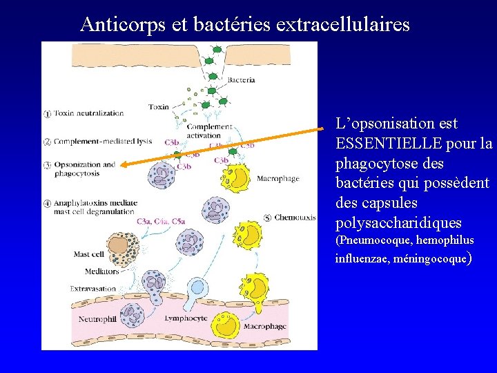 Anticorps et bactéries extracellulaires L’opsonisation est ESSENTIELLE pour la phagocytose des bactéries qui possèdent