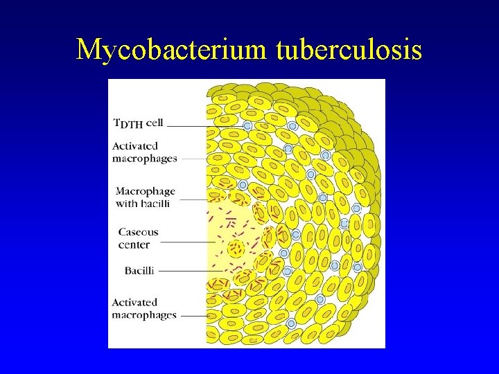 Mycobacterium tuberculosis Mycobacterium tuberculosis