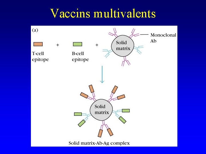 Vaccins multivalents 