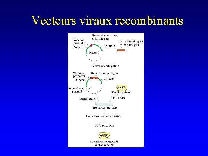 Vecteurs viraux recombinants 