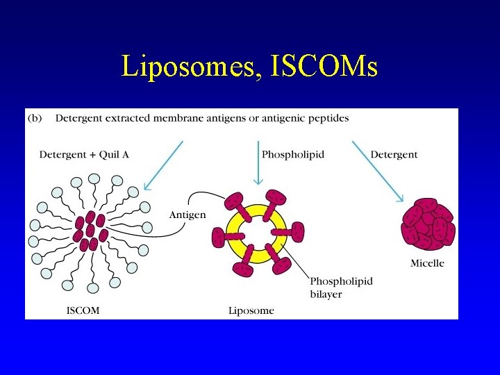 Liposomes, ISCOMs 