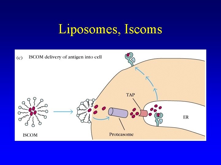 Liposomes, Iscoms 