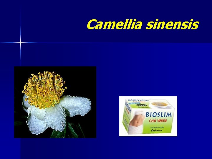 Camellia sinensis 