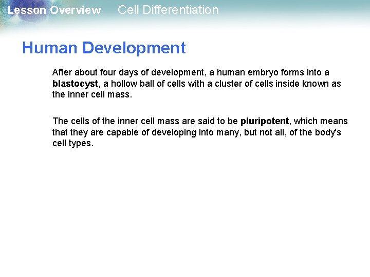 Lesson Overview Cell Differentiation Human Development After about four days of development, a human Lesson Overview Cell Differentiation Human Development After about four days of development, a human