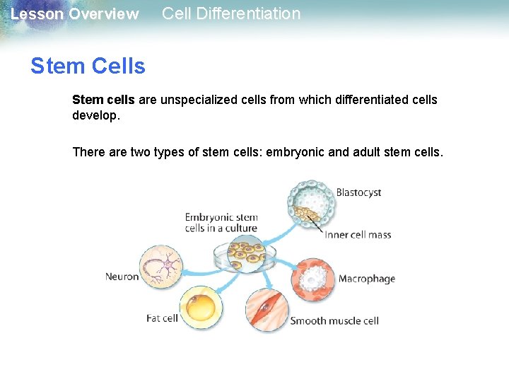 Lesson Overview Cell Differentiation Stem Cells Stem cells are unspecialized cells from which differentiated Lesson Overview Cell Differentiation Stem Cells Stem cells are unspecialized cells from which differentiated