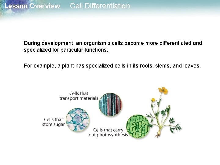 Lesson Overview Cell Differentiation During development, an organism’s cells become more differentiated and specialized Lesson Overview Cell Differentiation During development, an organism’s cells become more differentiated and specialized