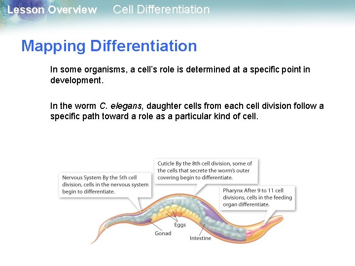 Lesson Overview Cell Differentiation Mapping Differentiation In some organisms, a cell’s role is determined Lesson Overview Cell Differentiation Mapping Differentiation In some organisms, a cell’s role is determined