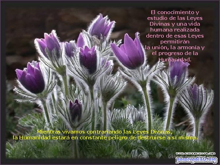 El conocimiento y estudio de las Leyes Divinas y una vida humana realizada dentro El conocimiento y estudio de las Leyes Divinas y una vida humana realizada dentro