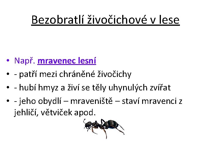 Bezobratlí živočichové v lese • • Např. mravenec lesní - patří mezi chráněné živočichy