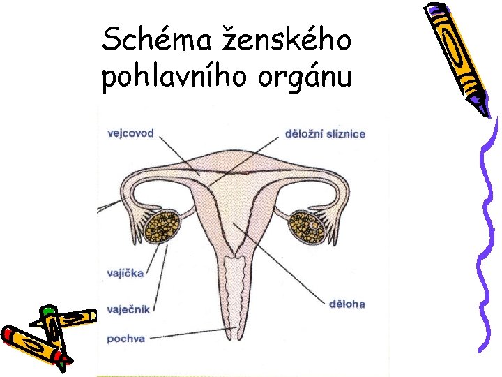 Schéma ženského pohlavního orgánu 