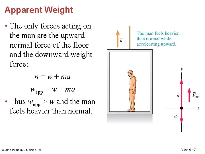 Apparent Weight • The only forces acting on the man are the upward normal