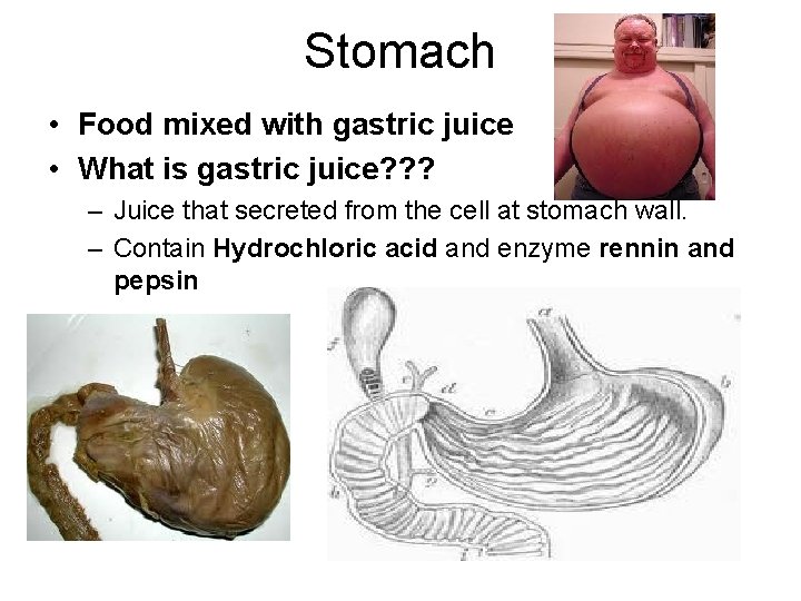 Stomach • Food mixed with gastric juice • What is gastric juice? ? ? Stomach • Food mixed with gastric juice • What is gastric juice? ? ?
