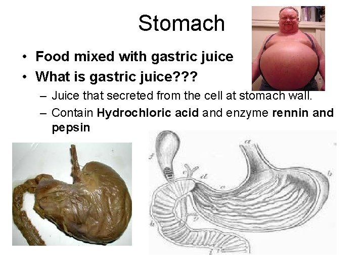 Stomach • Food mixed with gastric juice • What is gastric juice? ? ?