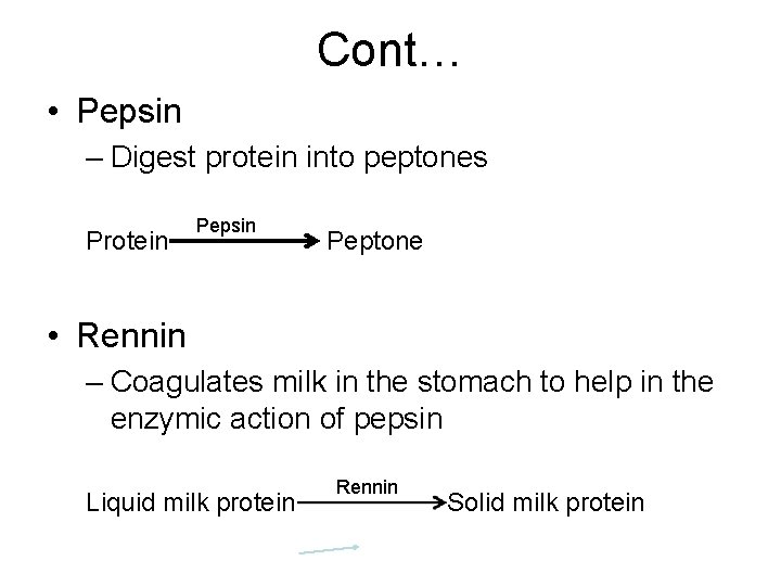 Cont… • Pepsin – Digest protein into peptones Pepsin Protein Peptone • Rennin –
