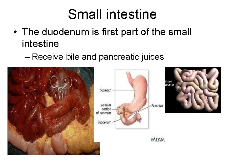 Small intestine • The duodenum is first part of the small intestine – Receive Small intestine • The duodenum is first part of the small intestine – Receive