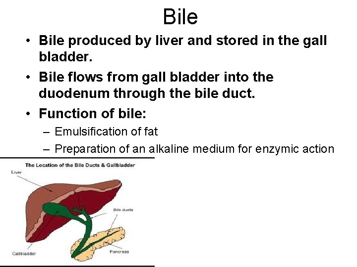 Bile • Bile produced by liver and stored in the gall bladder. • Bile