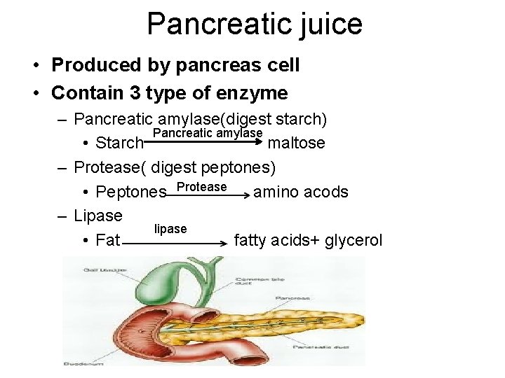 Pancreatic juice • Produced by pancreas cell • Contain 3 type of enzyme –