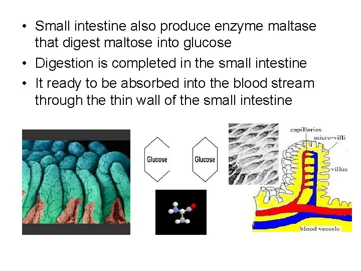  • Small intestine also produce enzyme maltase that digest maltose into glucose •