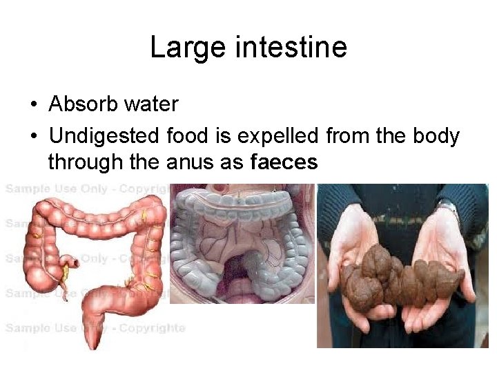 Large intestine • Absorb water • Undigested food is expelled from the body through Large intestine • Absorb water • Undigested food is expelled from the body through