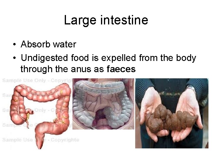 Large intestine • Absorb water • Undigested food is expelled from the body through