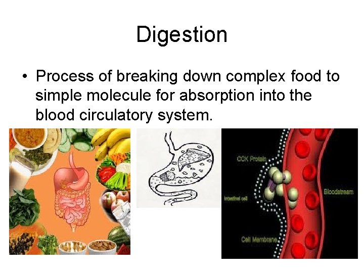 Digestion • Process of breaking down complex food to simple molecule for absorption into