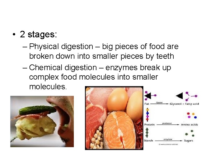  • 2 stages: – Physical digestion – big pieces of food are broken