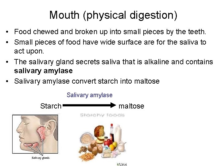 Mouth (physical digestion) • Food chewed and broken up into small pieces by the