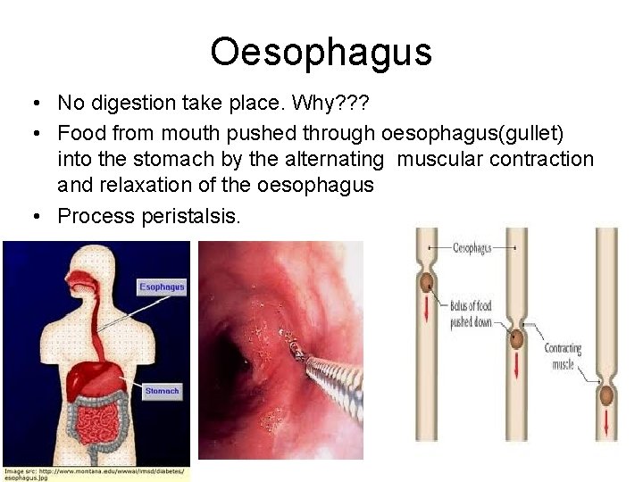 Oesophagus • No digestion take place. Why? ? ? • Food from mouth pushed