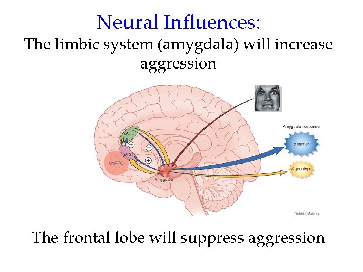 Neural Influences: The limbic system (amygdala) will increase aggression The frontal lobe will suppress Neural Influences: The limbic system (amygdala) will increase aggression The frontal lobe will suppress