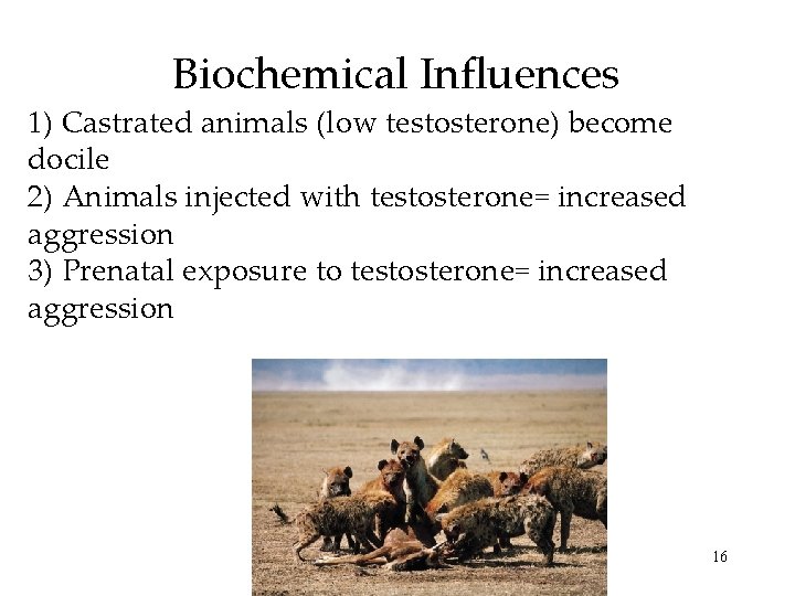 Biochemical Influences 1) Castrated animals (low testosterone) become docile 2) Animals injected with testosterone= Biochemical Influences 1) Castrated animals (low testosterone) become docile 2) Animals injected with testosterone=