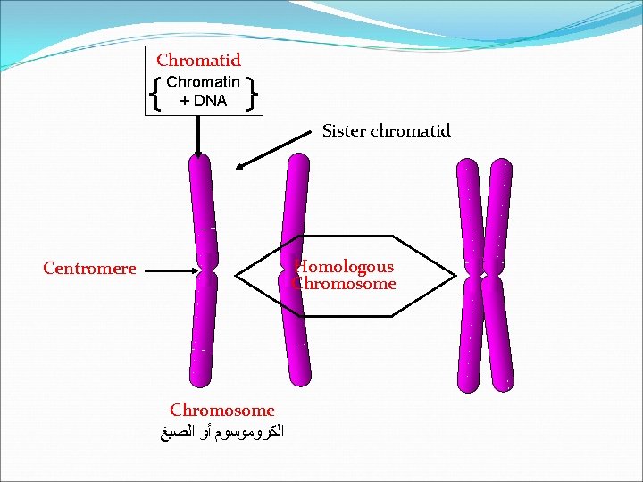 Lecture 6 Cell Division The Continuity Of Life