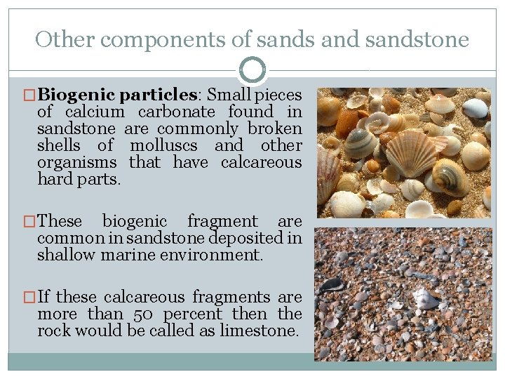 Other components of sands and sandstone �Biogenic particles: Small pieces of calcium carbonate found