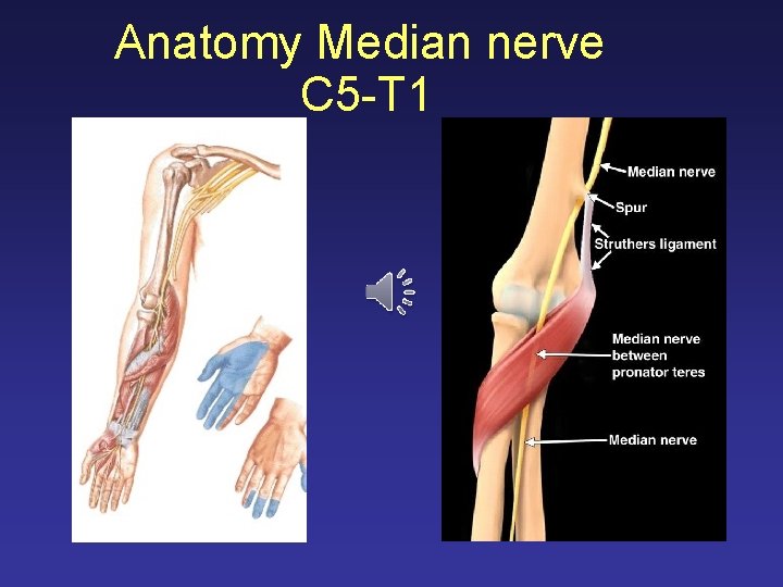 Anatomy Median nerve C 5 -T 1 