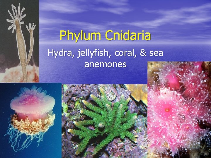 Phylum Cnidaria Hydra, jellyfish, coral, & sea anemones 