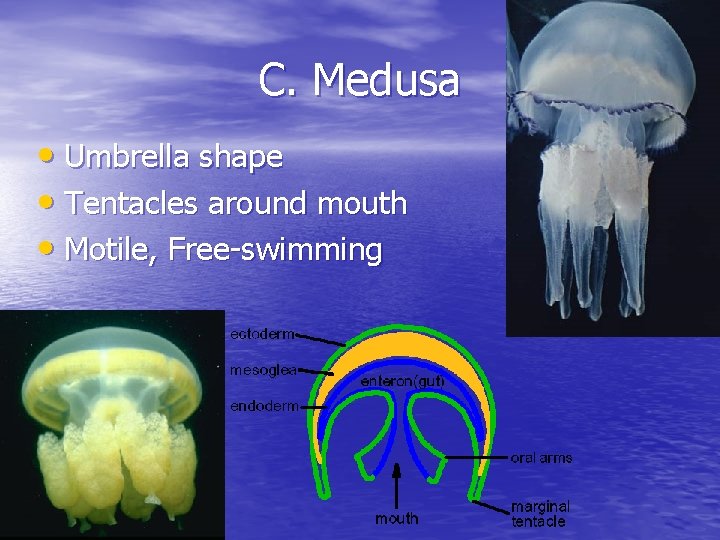 C. Medusa • Umbrella shape • Tentacles around mouth • Motile, Free-swimming 