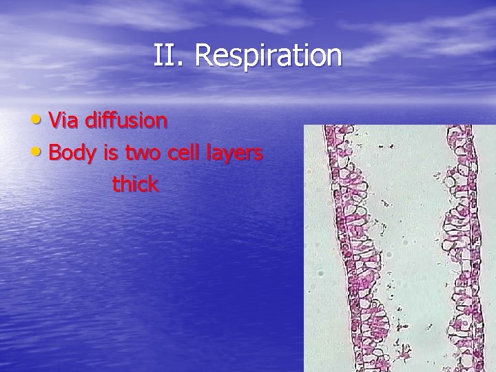 II. Respiration • Via diffusion • Body is two cell layers thick 