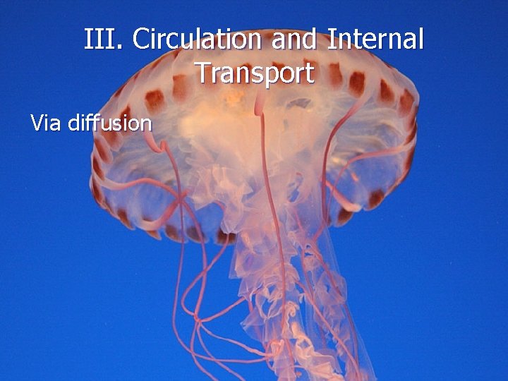 III. Circulation and Internal Transport Via diffusion 
