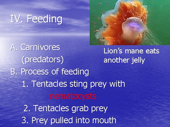 IV. Feeding A. Carnivores Lion’s mane eats (predators) another jelly B. Process of feeding
