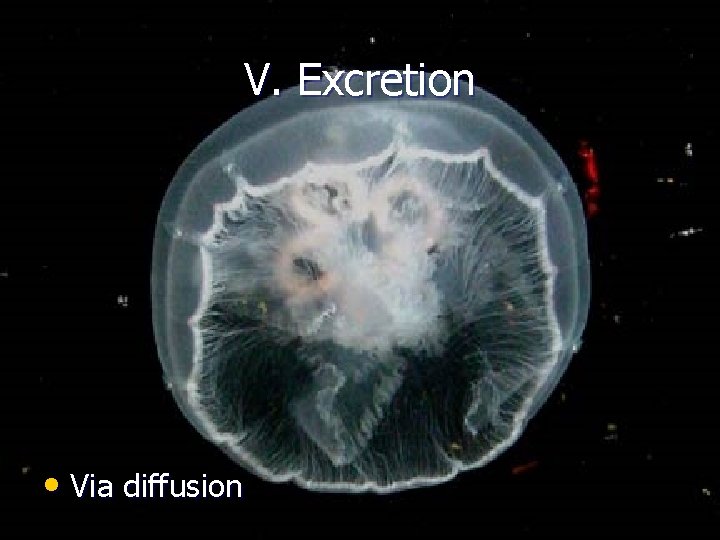 V. Excretion • Via diffusion 