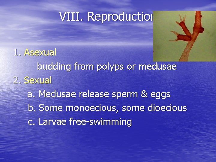 VIII. Reproduction 1. Asexual budding from polyps or medusae 2. Sexual a. Medusae release