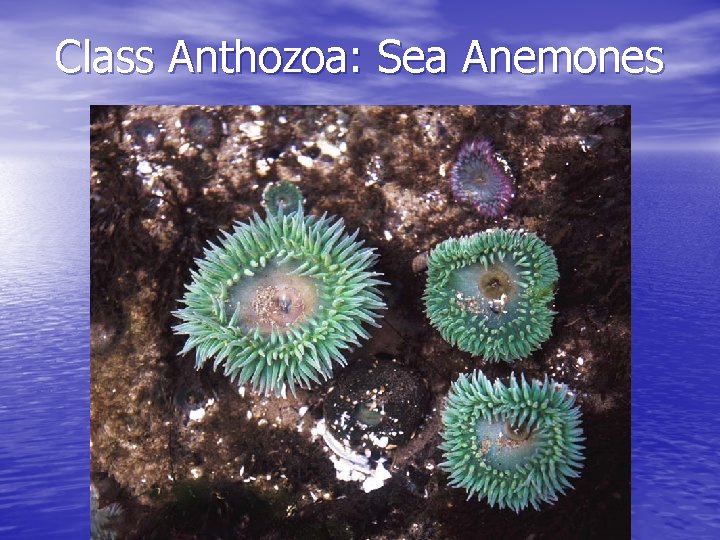 Class Anthozoa: Sea Anemones 